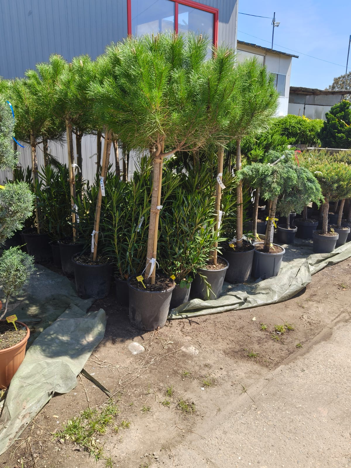 Pin umbrelă / mediteranean - Pinus Pinea pe picior - minim 150 cm - ghiveci de 25 litri
