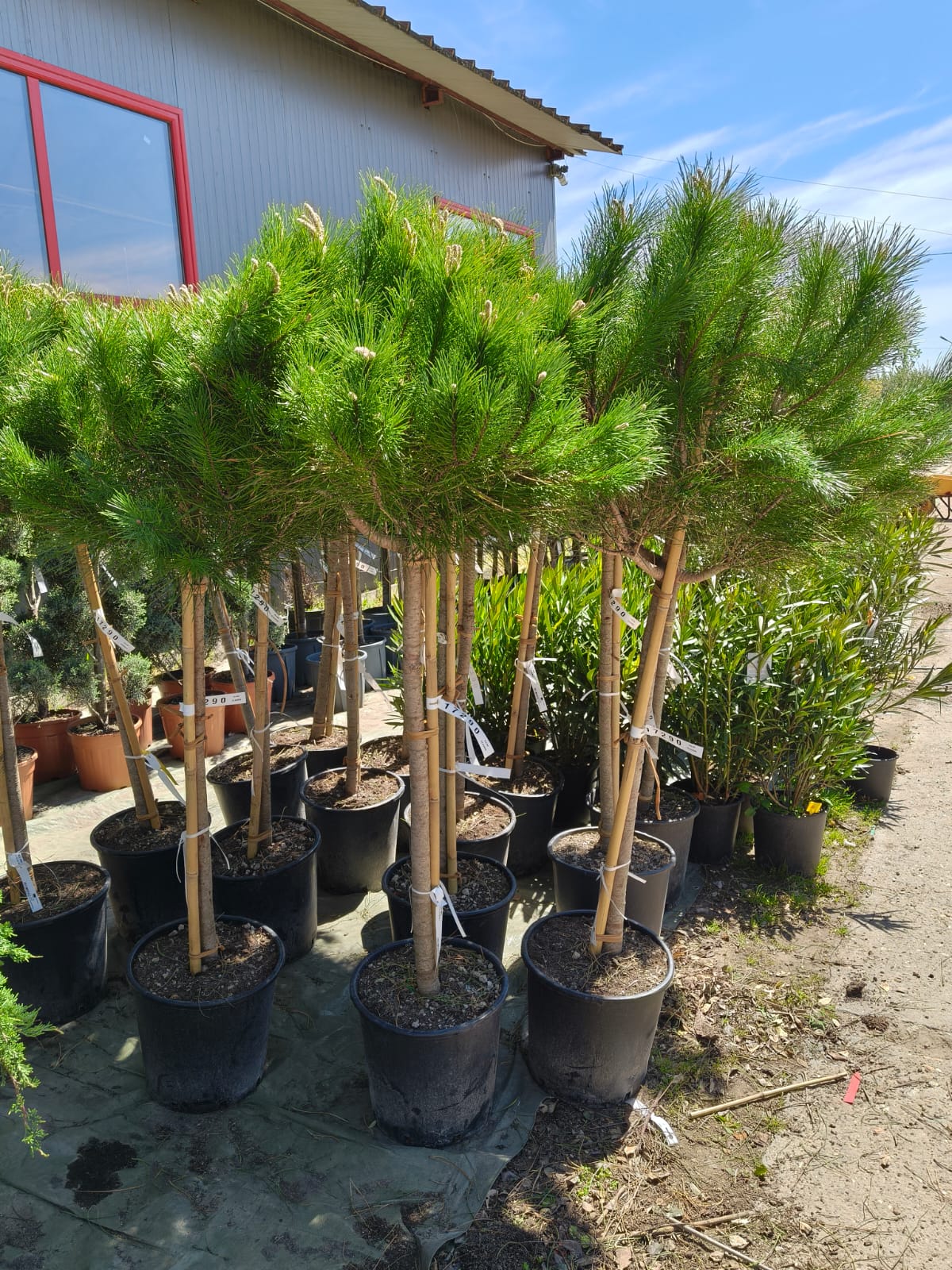 Pin umbrelă / mediteranean - Pinus Pinea pe picior - minim 150 cm - ghiveci de 25 litri