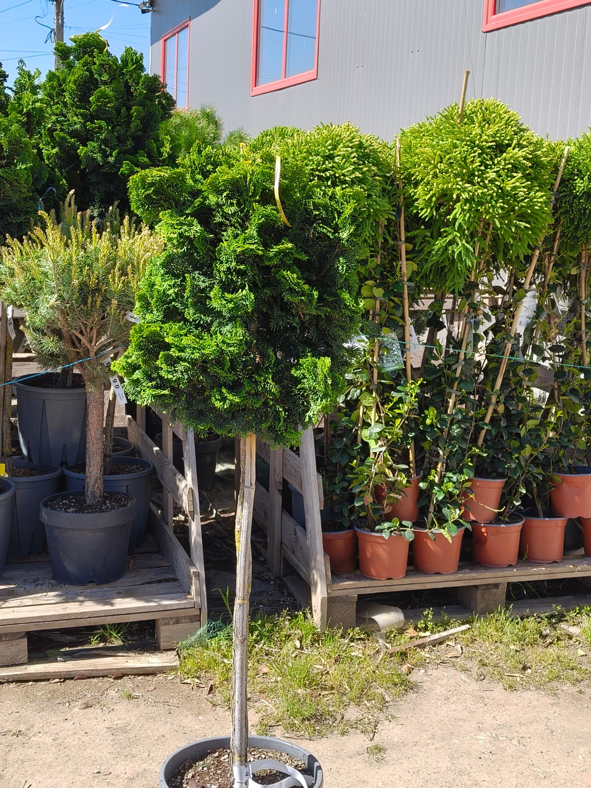 Chiparos Hinoki ‘Nana Gracilis’ 1.4 m -forma pomişor 20L – conifer ornamental pe trunchi, compact, veșnic verde