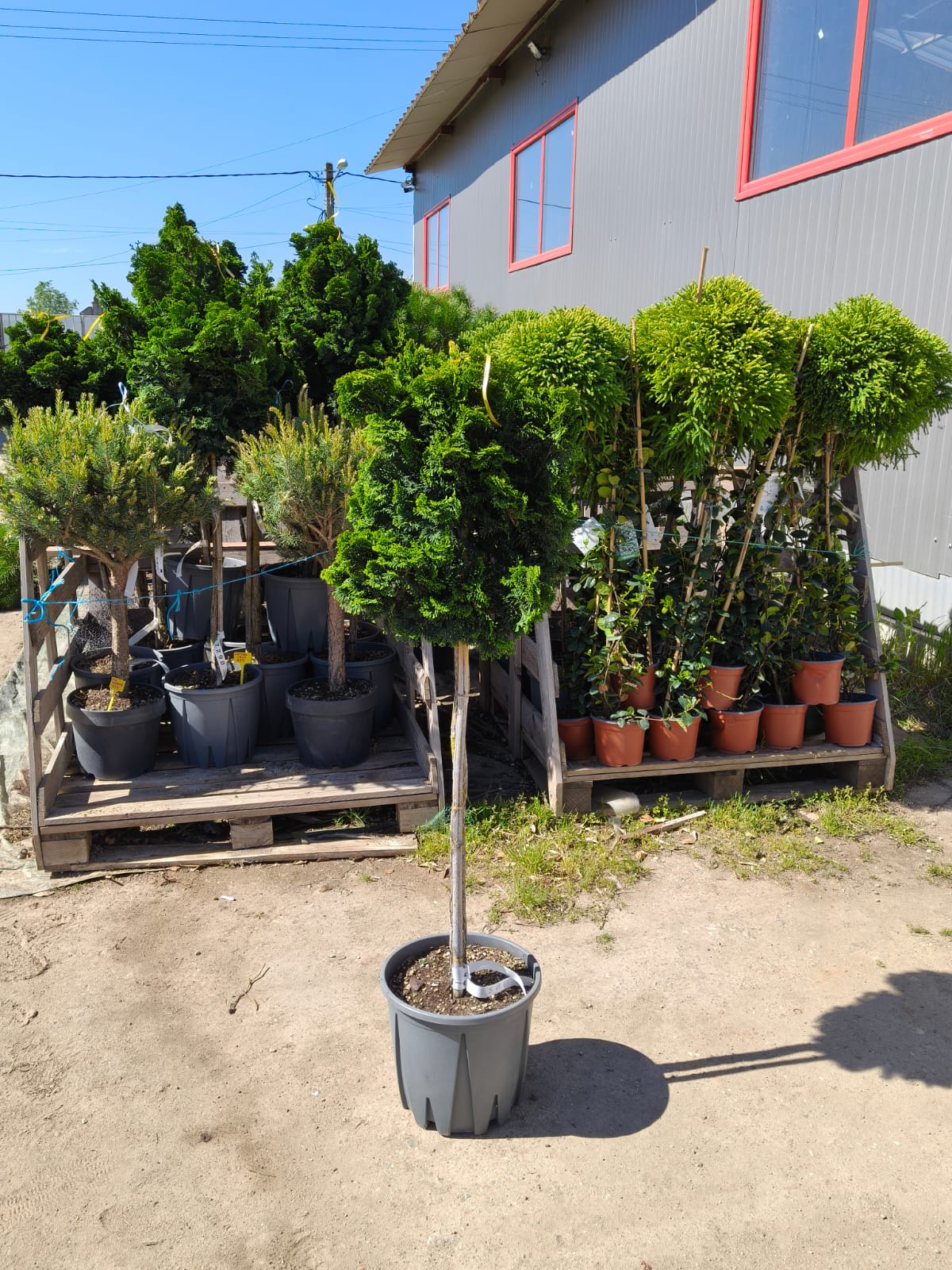 Chiparos Hinoki ‘Nana Gracilis’ 1.4 m -forma pomişor 20L – conifer ornamental pe trunchi, compact, veșnic verde