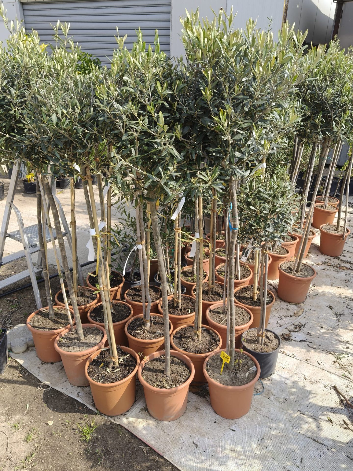 Pom de Maslin altoit globular anul 5 | 80 cm | formă sferică