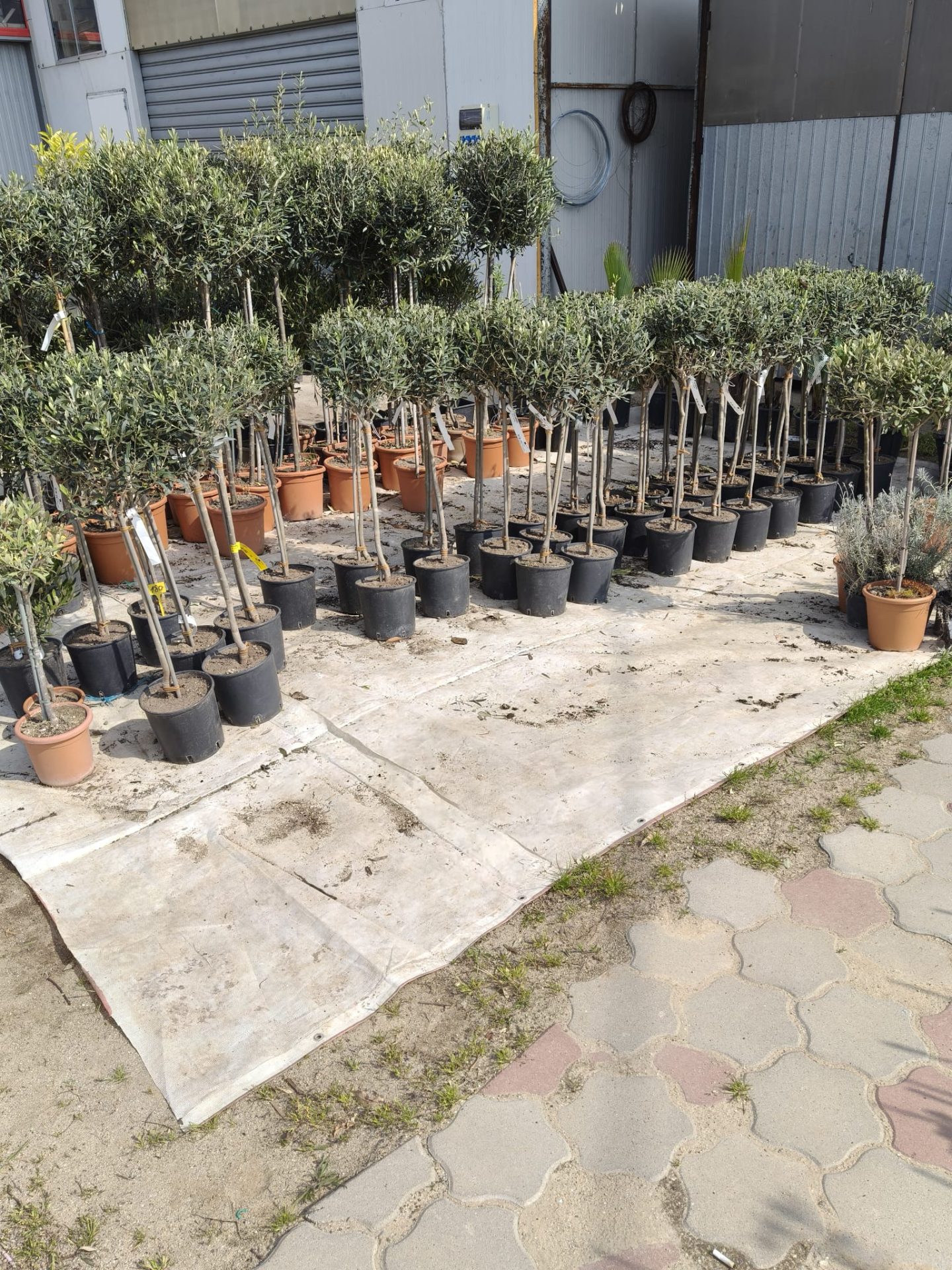 Pom de Maslin altoit globular anul 5 | 80 cm | formă sferică