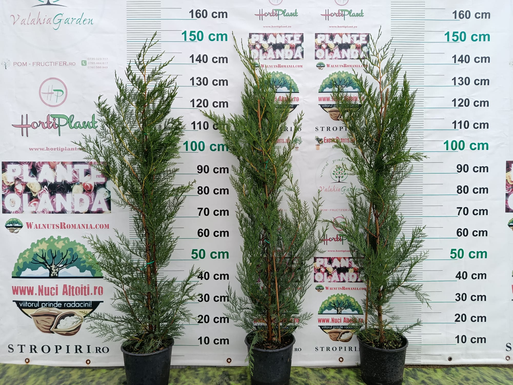 Pachet 10+1 gratuit: Leylandii altoit -pentru gard viu- 120 cm- ghiveci 5 Litri