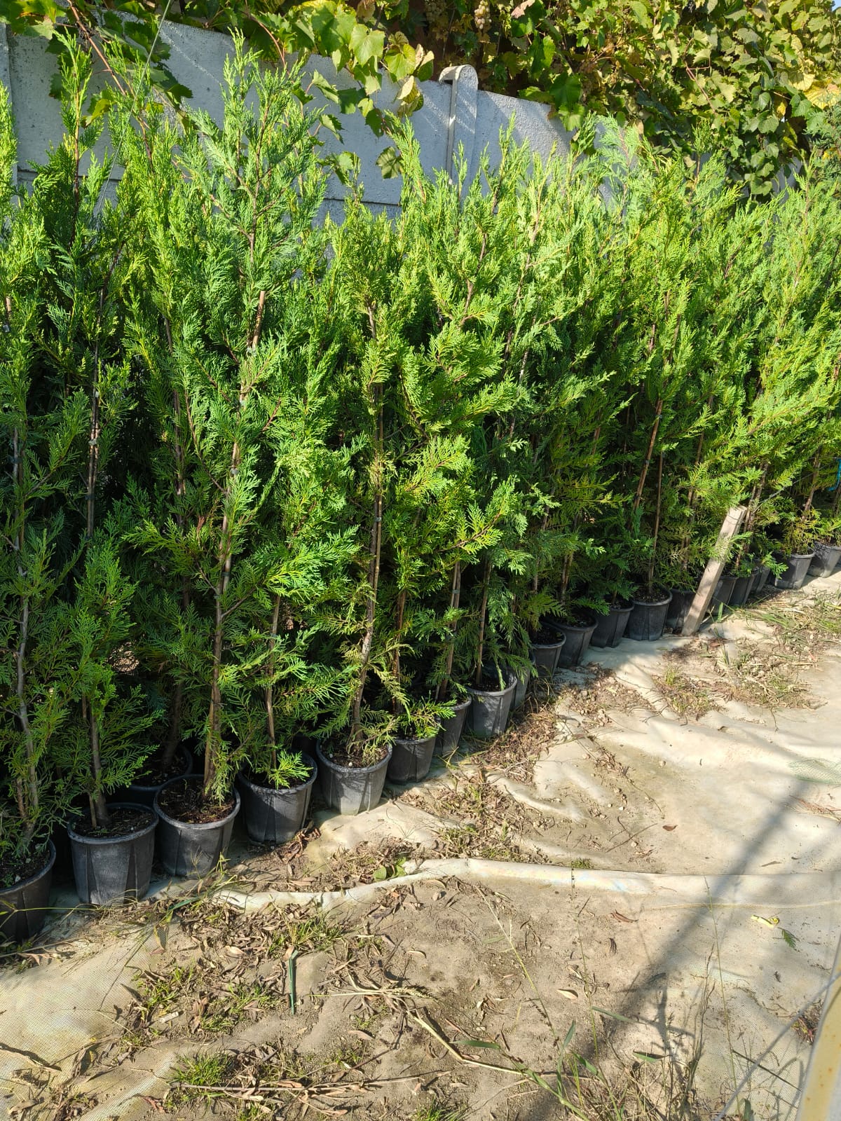 Promo Limitat: Leylandii 140 cm ghiveci 4L – gard viu dens, creștere rapidă