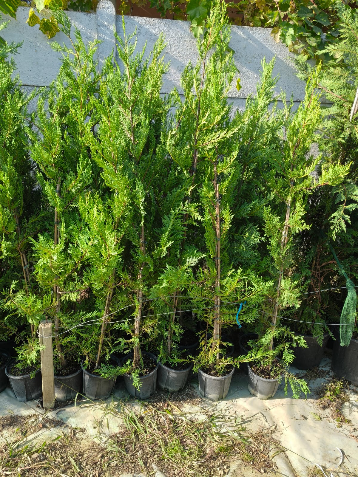 Promo Limitat: Leylandii 140 cm ghiveci 4L – gard viu dens, creștere rapidă