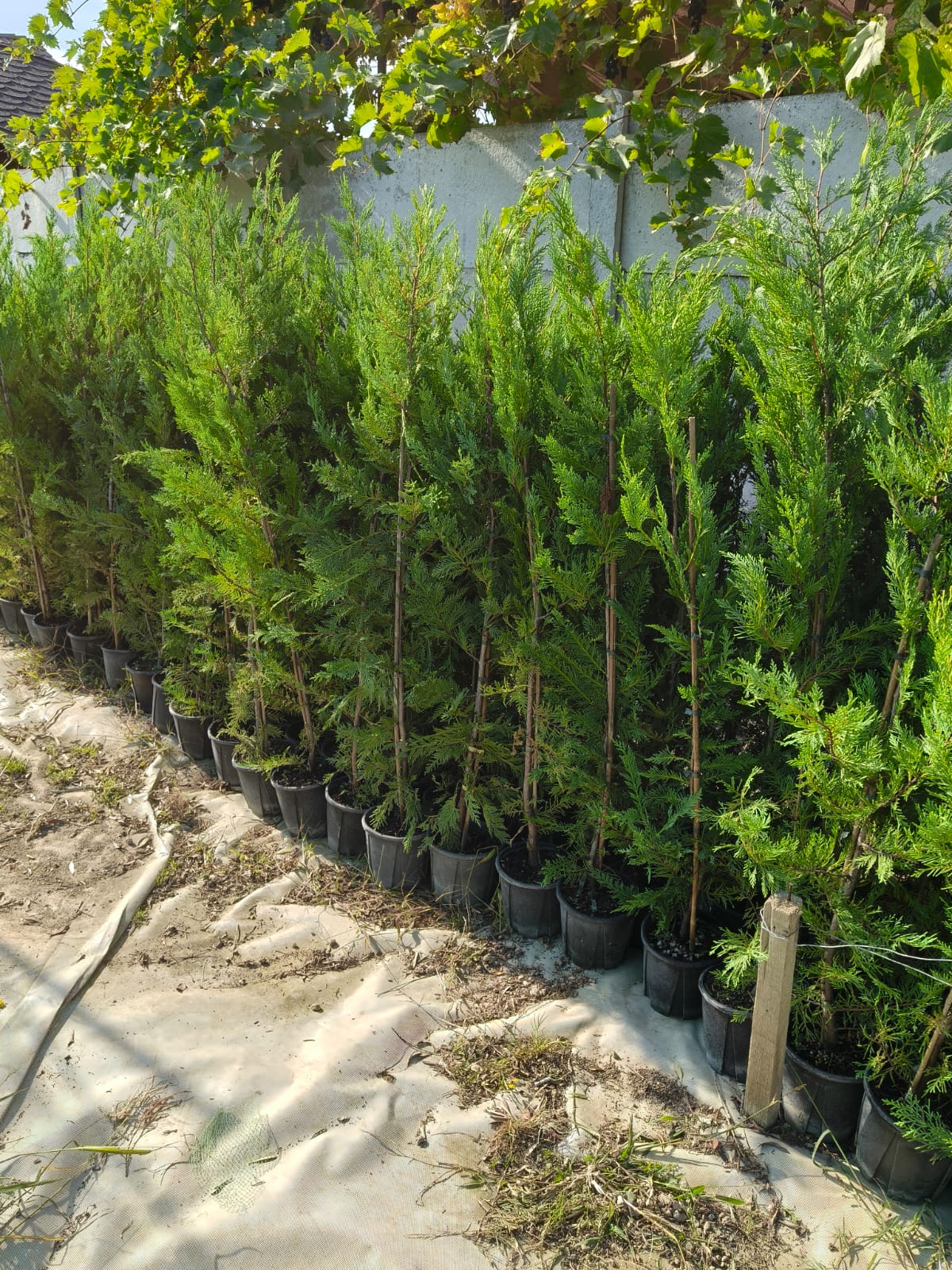 Promo Limitat: Leylandii 140 cm ghiveci 4L – gard viu dens, creștere rapidă