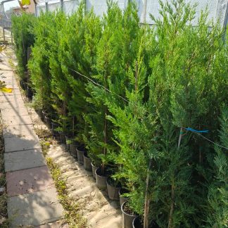 Promo Limitat: Leylandii 140 cm ghiveci 4L – gard viu dens, creștere rapidă