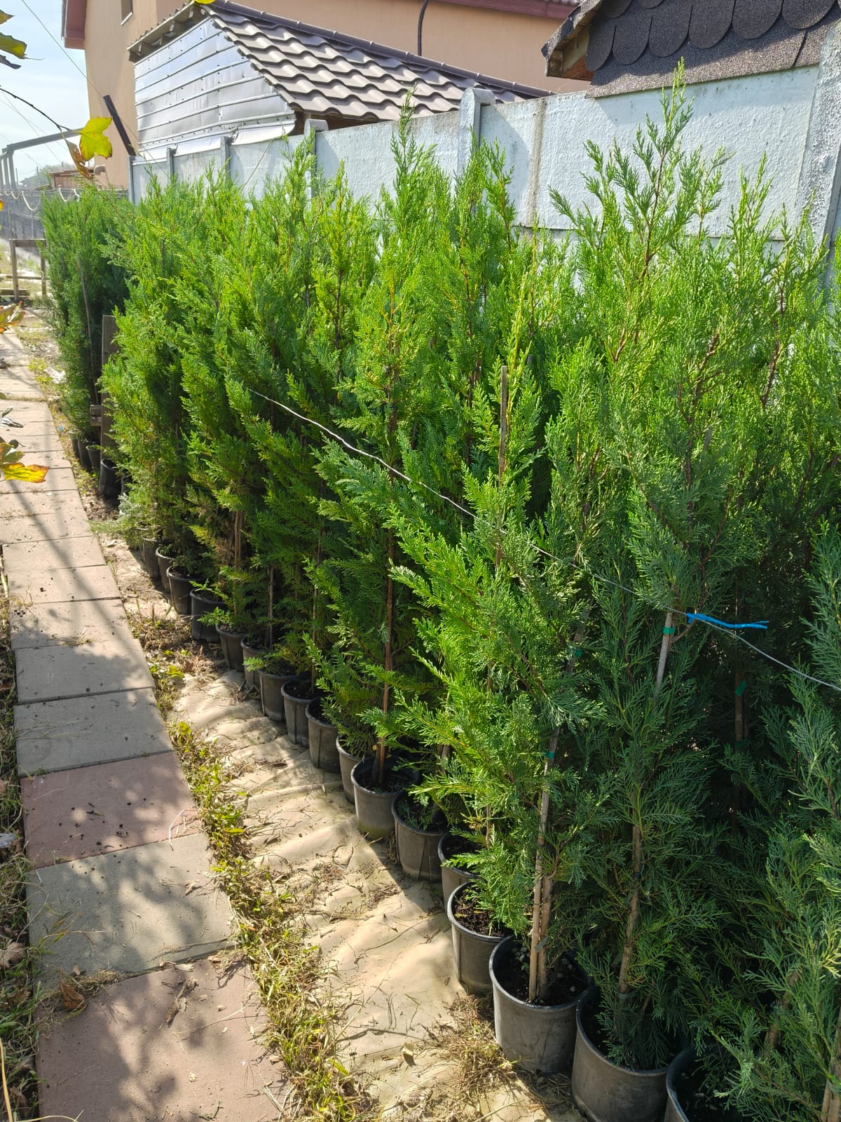 Promo Limitat: Leylandii 140 cm ghiveci 4L – gard viu dens, creștere rapidă