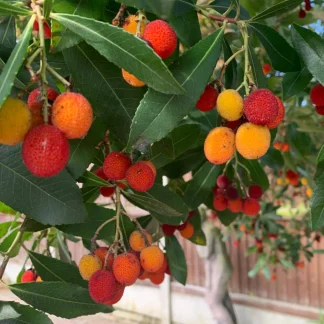 Arbutus Unedo forma TUFA - inaltime 100cm