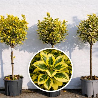 Euonymus jap. AUREOMARGINATUS - Pomisor / Bila 100 cm cu frunza Aurie