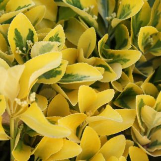 Euonymus/ Salba japoneza