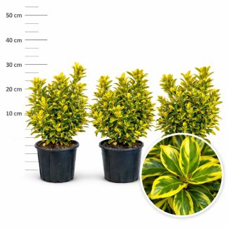 Euonymus jap. AUREOMARGINATUS - Tufa 30 cm –  pentru gard viu vesnis verde