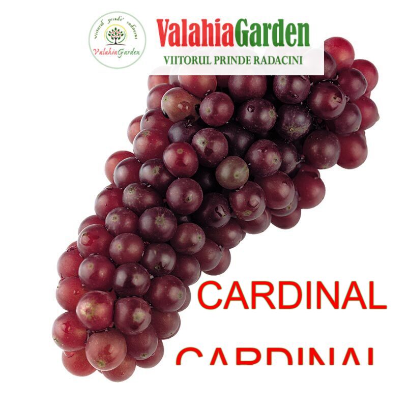 CARDINAL roze soi VITA DE VIE de masa | Butasi anul 2 | parafinat |