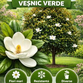 Magnolia Grandiflora / FIGO