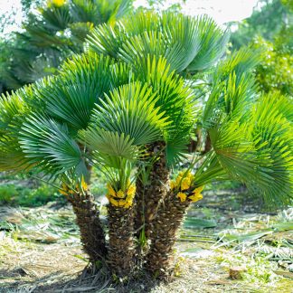 Palmier Pitic - Ghiveci 10 litri - 100 cm (Chamaerops humilis) POZE REALE