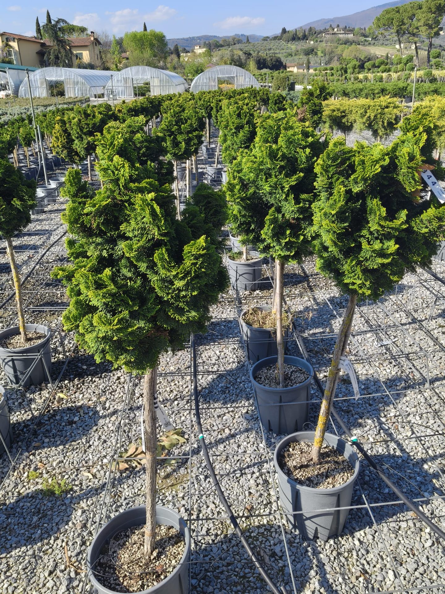 Chiparos Hinoki ‘Nana Gracilis’ 1.4 m -forma pomişor 20L – conifer ornamental pe trunchi, compact, veșnic verde