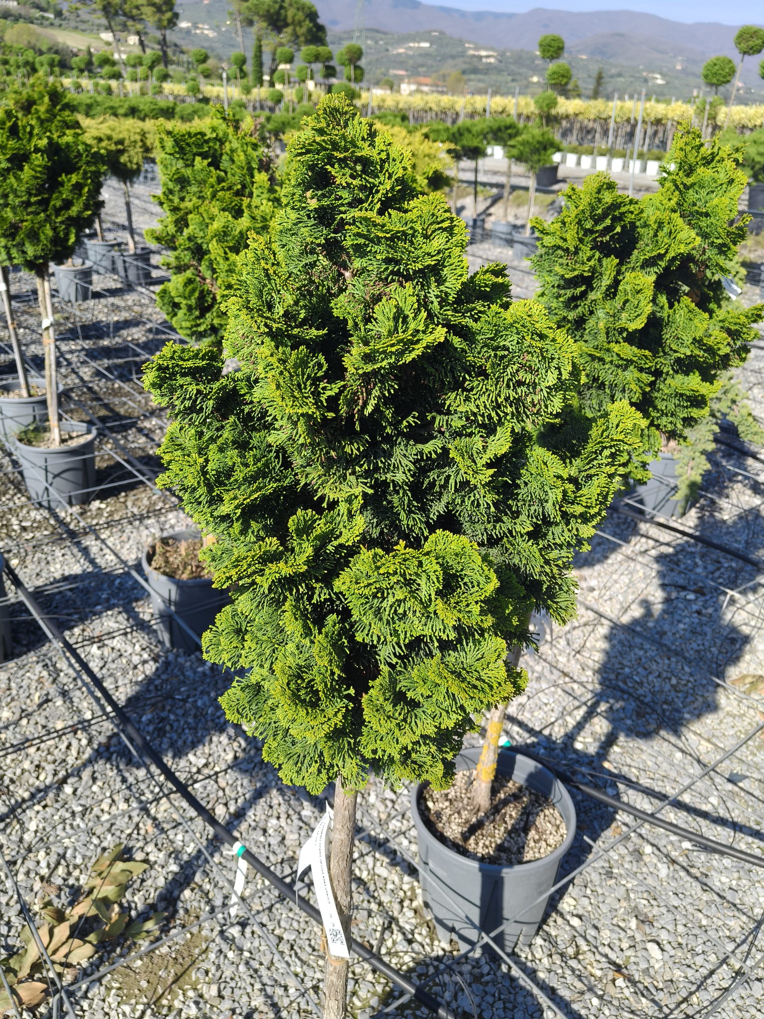 Chiparos Hinoki ‘Nana Gracilis’ 1.4 m -forma pomişor 20L – conifer ornamental pe trunchi, compact, veșnic verde