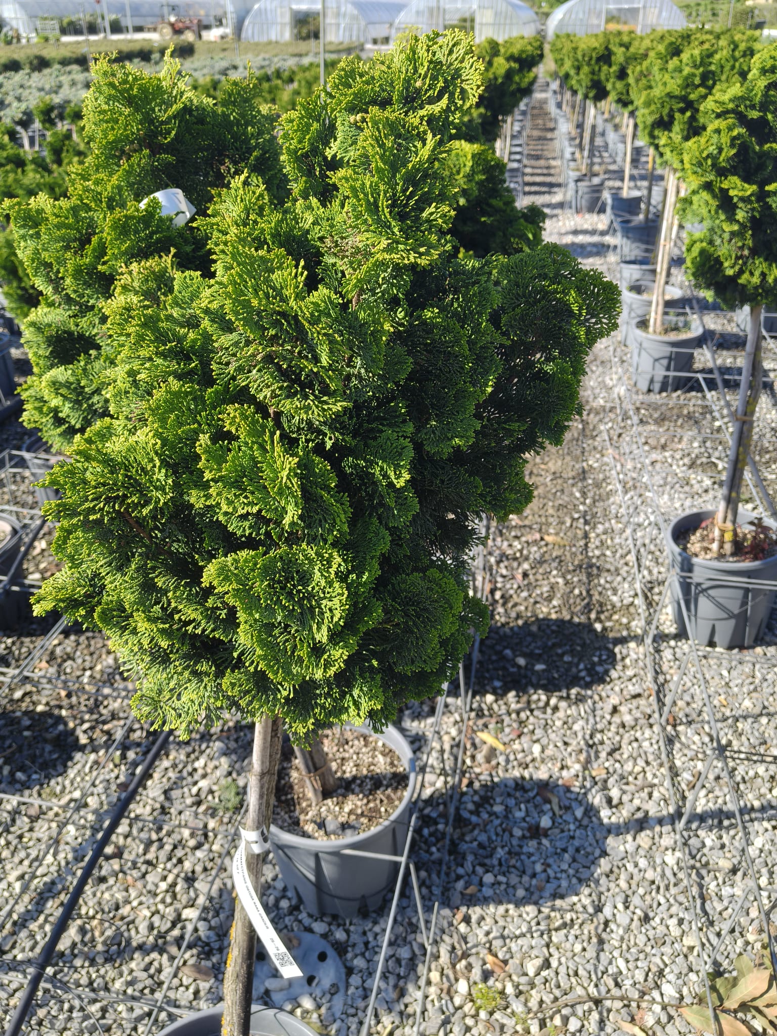 Chiparos Hinoki ‘Nana Gracilis’ 1.4 m -forma pomişor 20L – conifer ornamental pe trunchi, compact, veșnic verde
