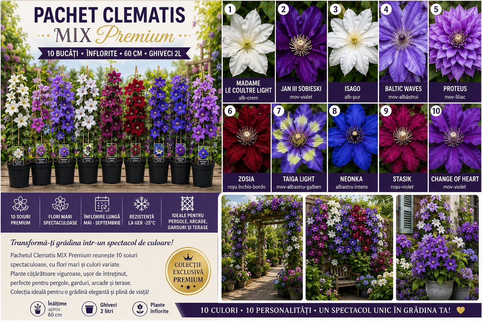 Pachet Clematis MIX Premium – 10 bucăți inflorite – ghiveci 2L | Colecție premium clematite cu flori mari