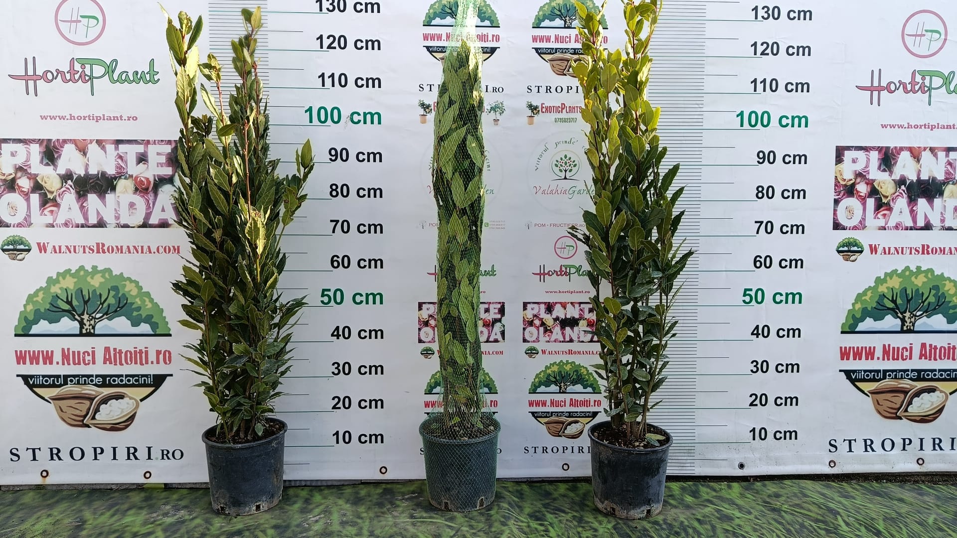 Dafin alimentar aromatic anul 3 - 100 cm