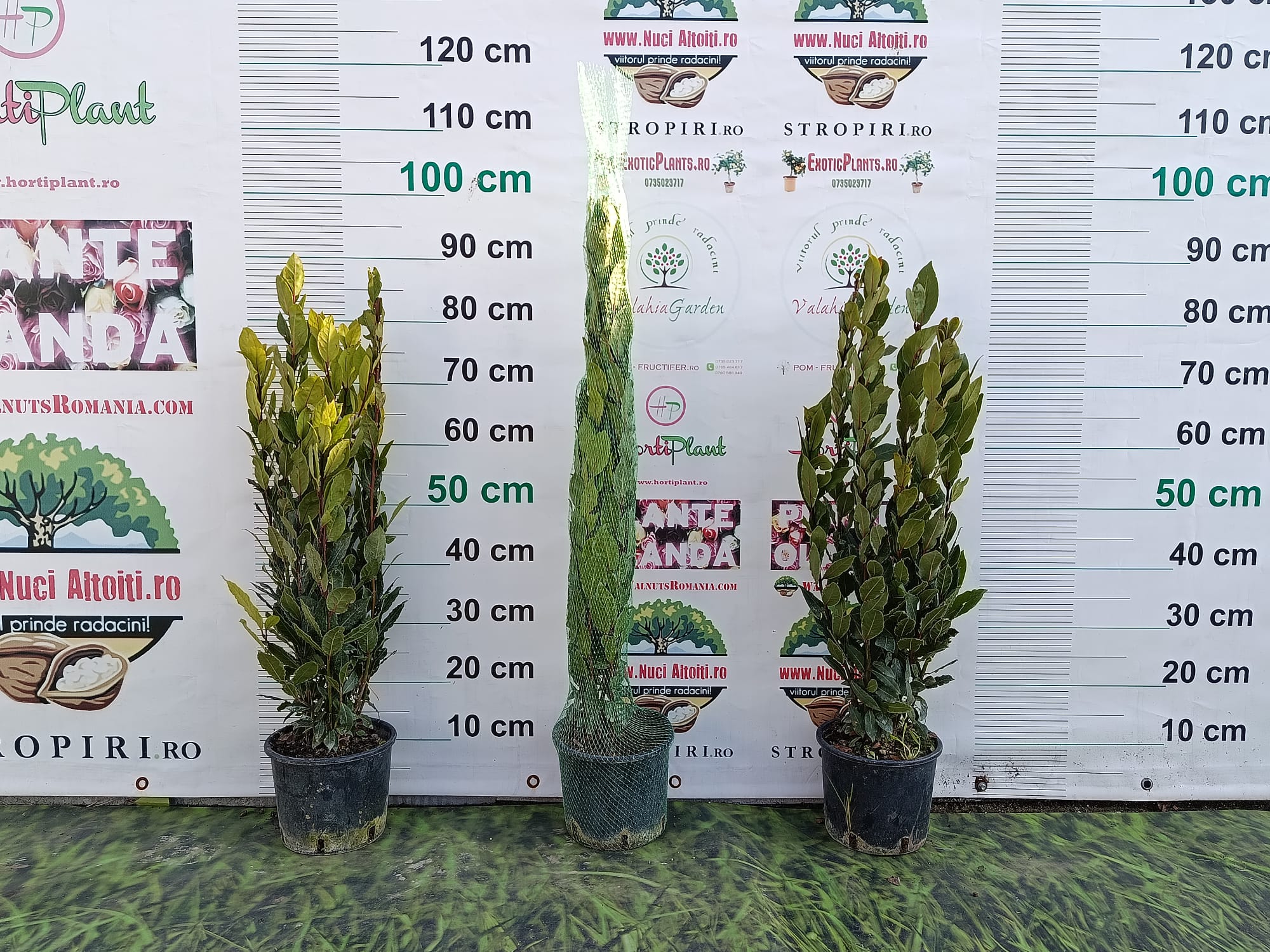 Dafin alimentar aromatic 50 cm- in ghiveci de 3 litri- Poze reale