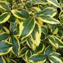 Elaeagnus/Salcioara/Oleander