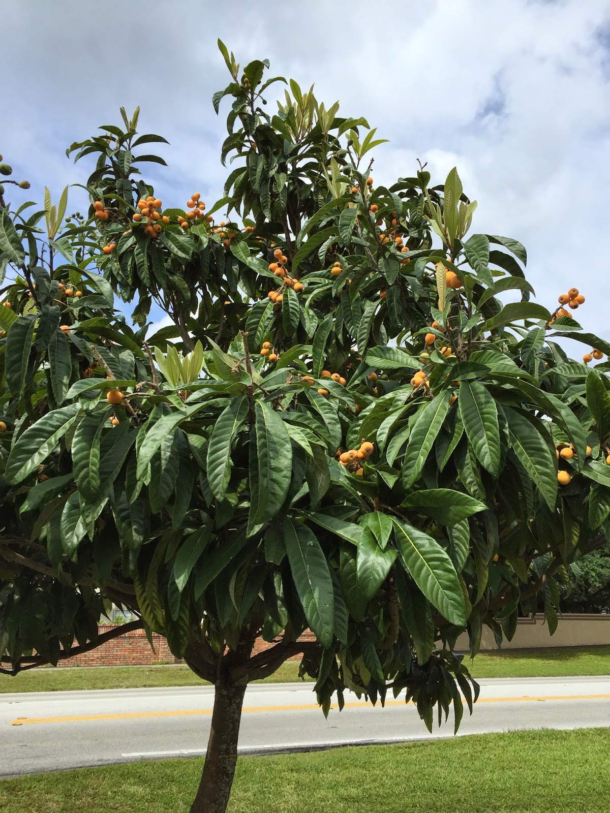 Loquat Rose Anne -frunza vesnic verde - minim 150 cm