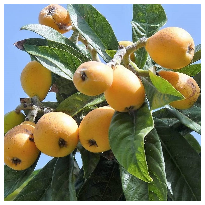 Loquat Rose Anne -frunza vesnic verde - minim 150 cm