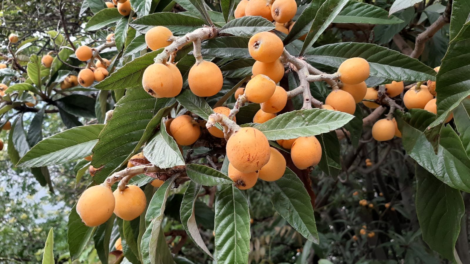 Loquat Rose Anne -frunza vesnic verde - minim 150 cm