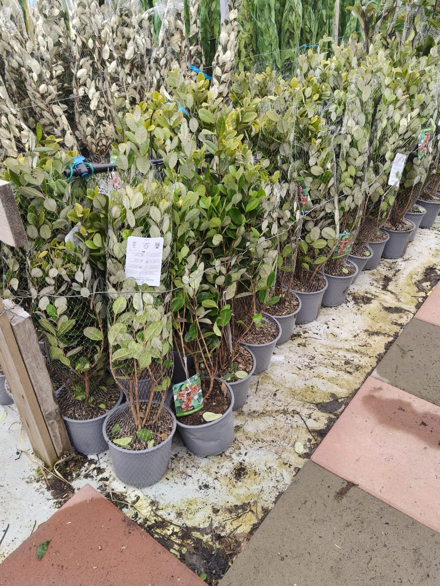 Arbore Feijoa (Ananas Guava) 40 cm – formă tufă | ghiveci 3L
