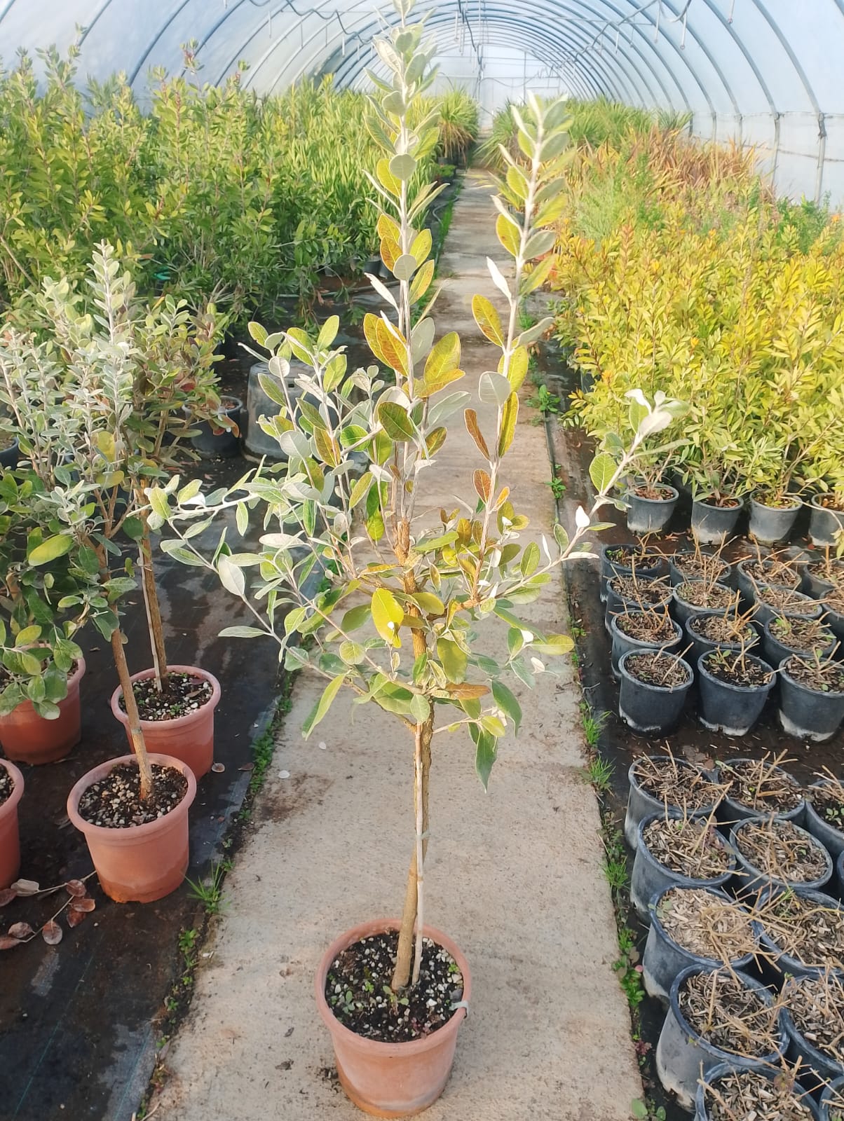 Arbore Feijoa - ANANAS GUAVA - Globular/Pomisor 140 cm