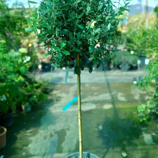 Arbore Feijoa - ANANAS GUAVA - Globular/Pomisor 140 cm