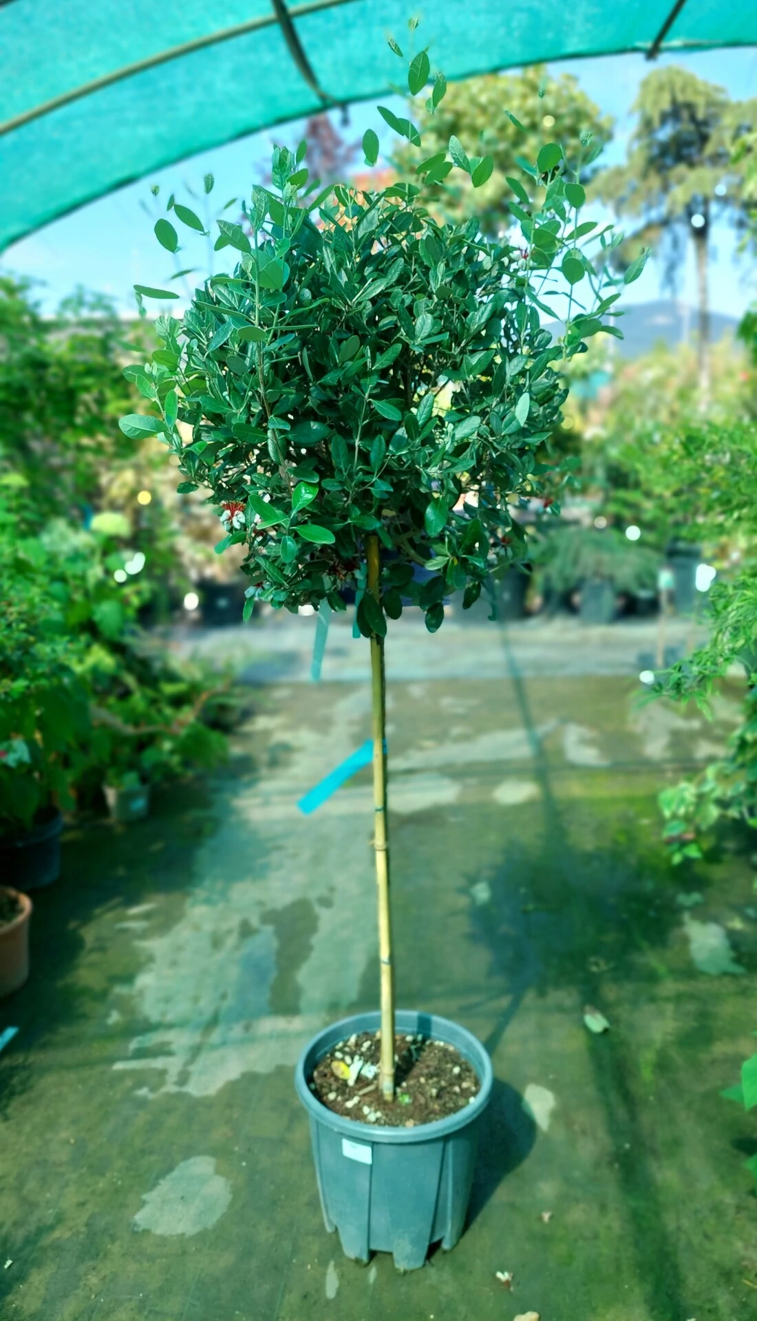 Arbore Feijoa - ANANAS GUAVA - Globular/Pomisor 140 cm