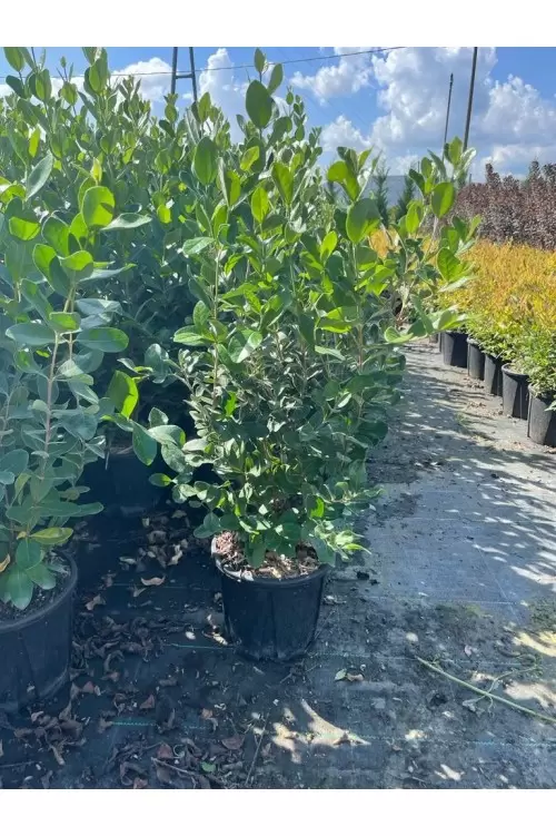 Arbore Feijoa ANANAS GUAVA - tufa - 100 cm