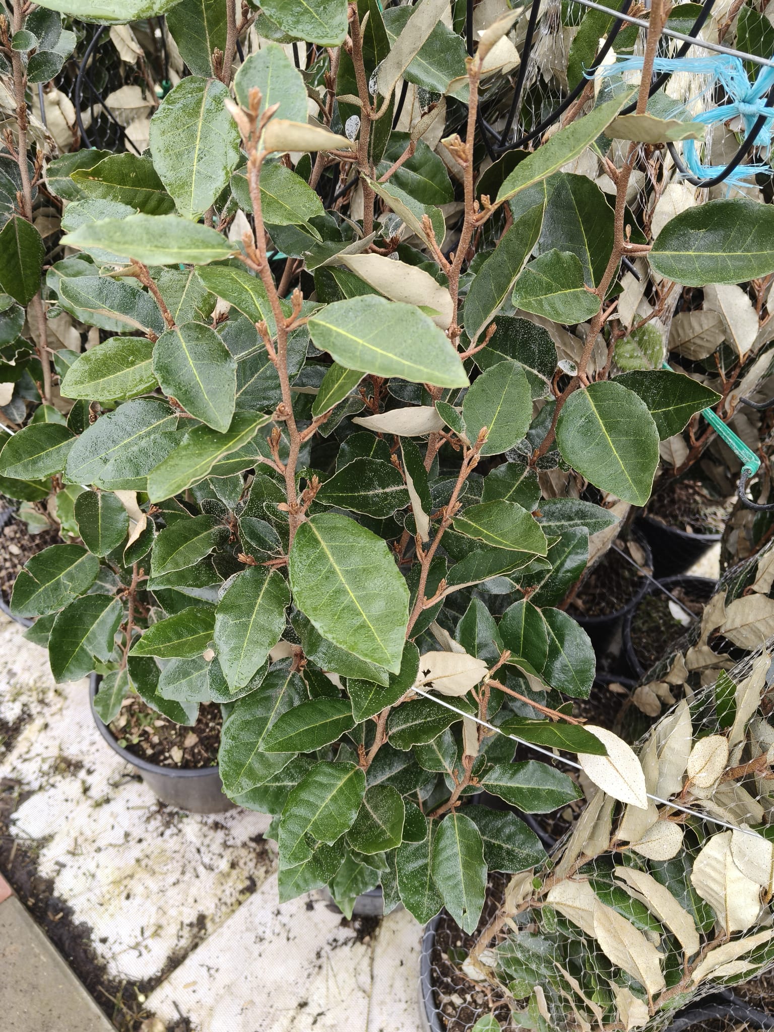 Arbore Feijoa (Ananas Guava) 40 cm – formă tufă | ghiveci 3L