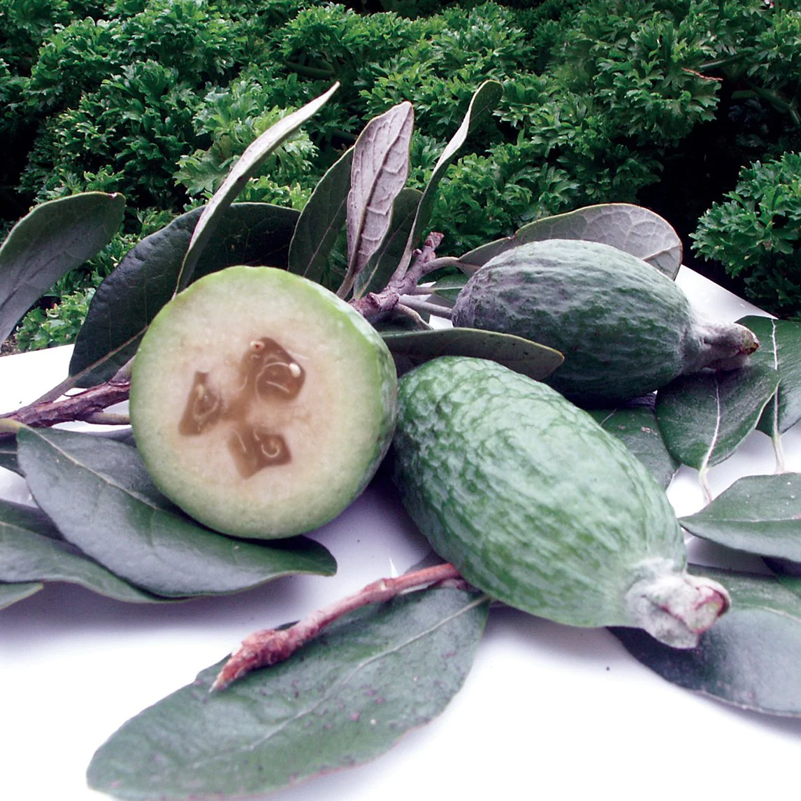 Arbore Feijoa (Ananas Guava) 40 cm – formă tufă | ghiveci 3L