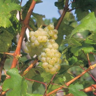 FETEASCA ALBA VITA DE VIE soi alb de vin | Butasi anul 2