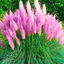 Iarba de Pampas