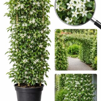 Iasomie Alba Stelata Flori Parfumate crescuta in ghiveci de 3 litri-inaltime min. 100cm