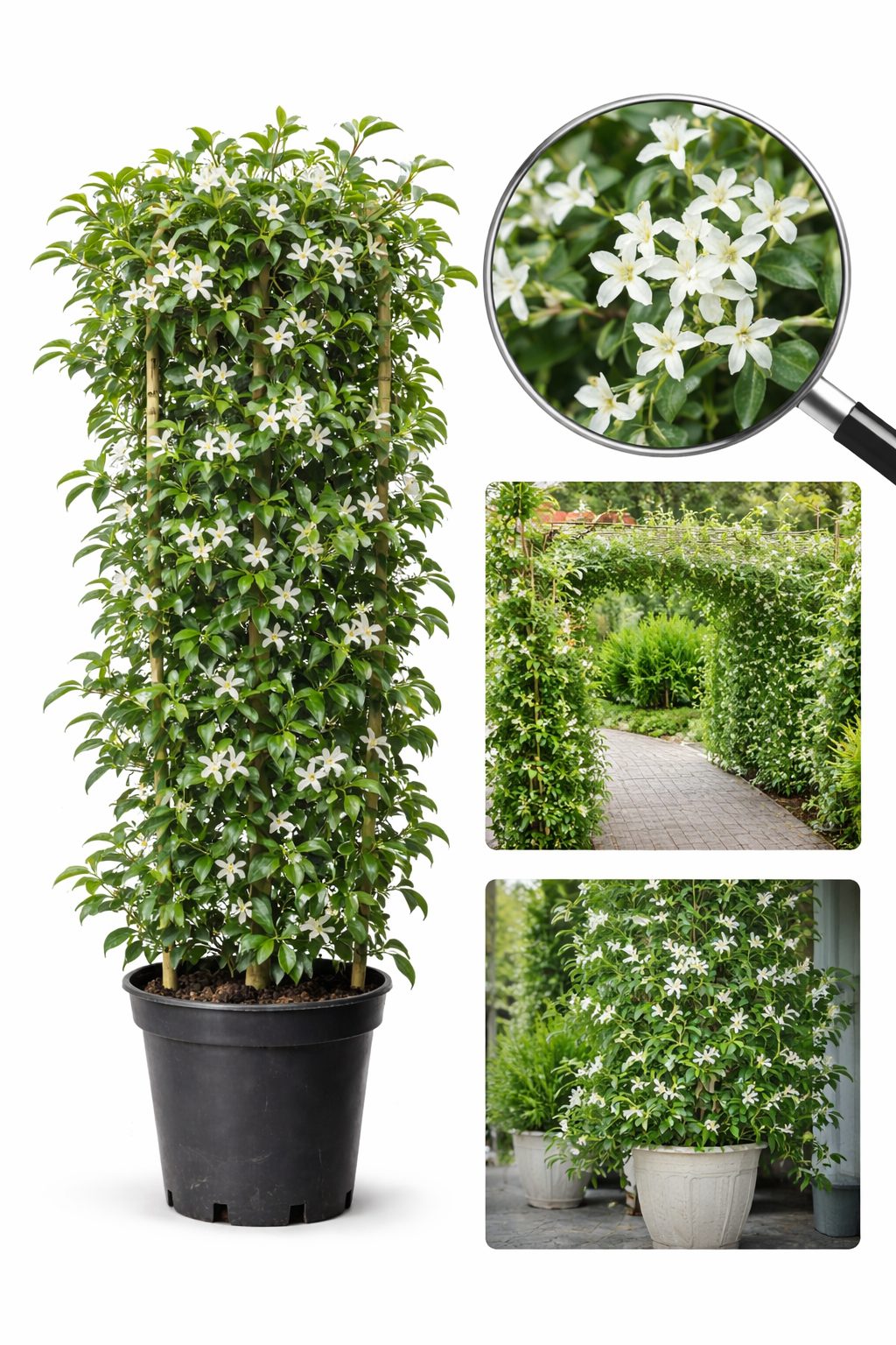 Iasomie Alba Stelata Flori Parfumate crescuta in ghiveci de 3 litri-inaltime min. 100cm