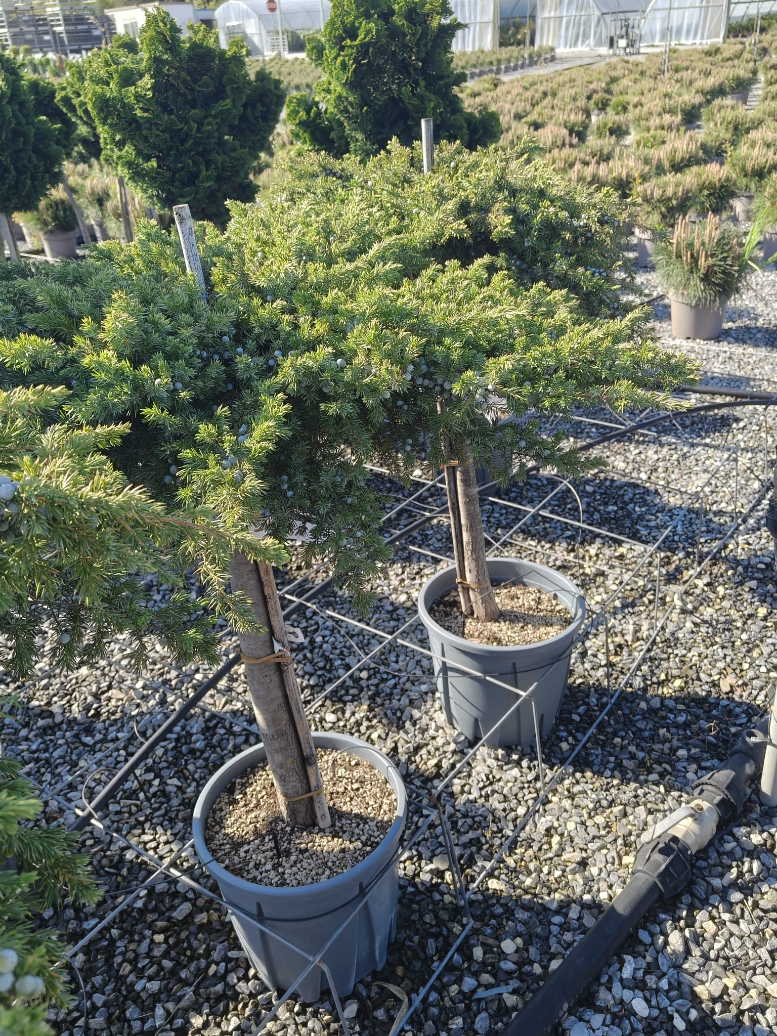Juniperus Conferta Schlager Pomișor 18L – Ienupăr Decorativ Veșnic Verde 120 cm