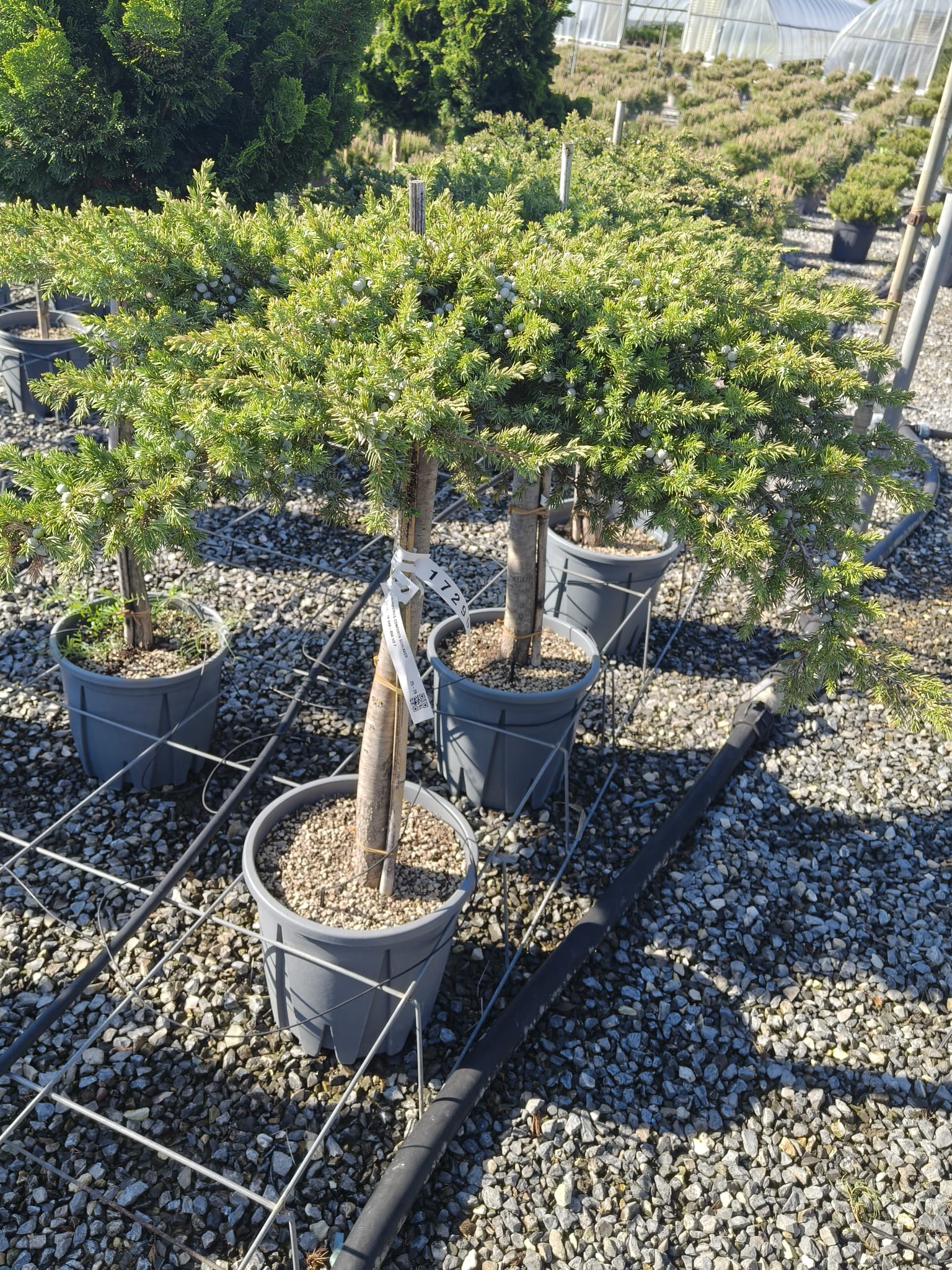 Juniperus Conferta Schlager Pomișor 18L – Ienupăr Decorativ Veșnic Verde 120 cm