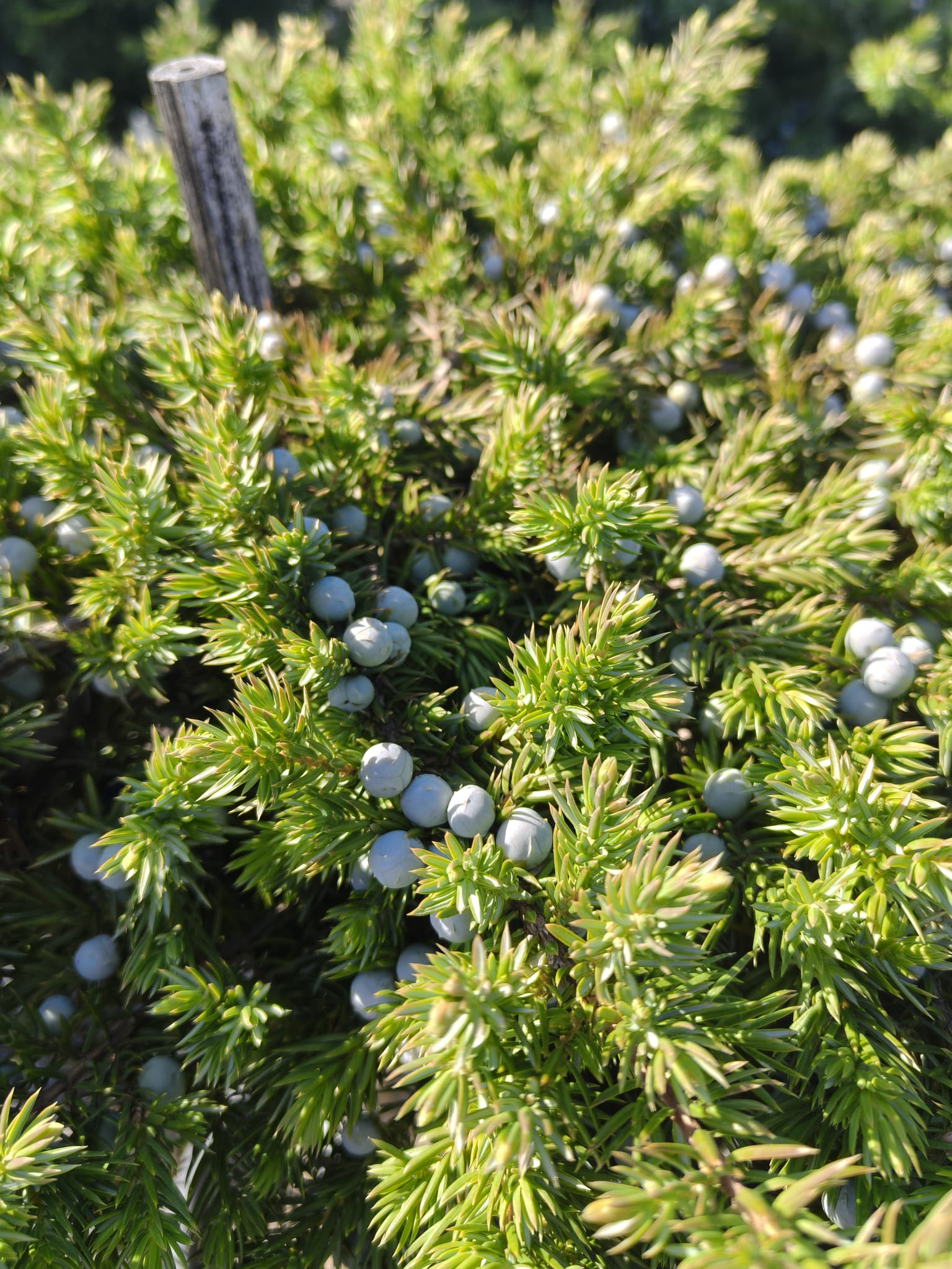 Juniperus Conferta Schlager Pomișor 18L – Ienupăr Decorativ Veșnic Verde 120 cm