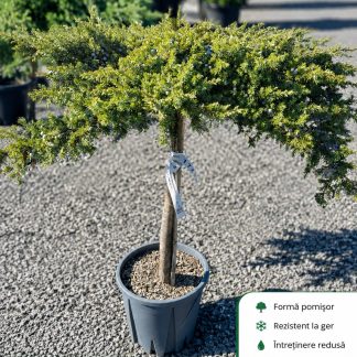 Juniperus Conferta Schlager Pomișor 18L – Ienupăr Decorativ Veșnic Verde 120 cm