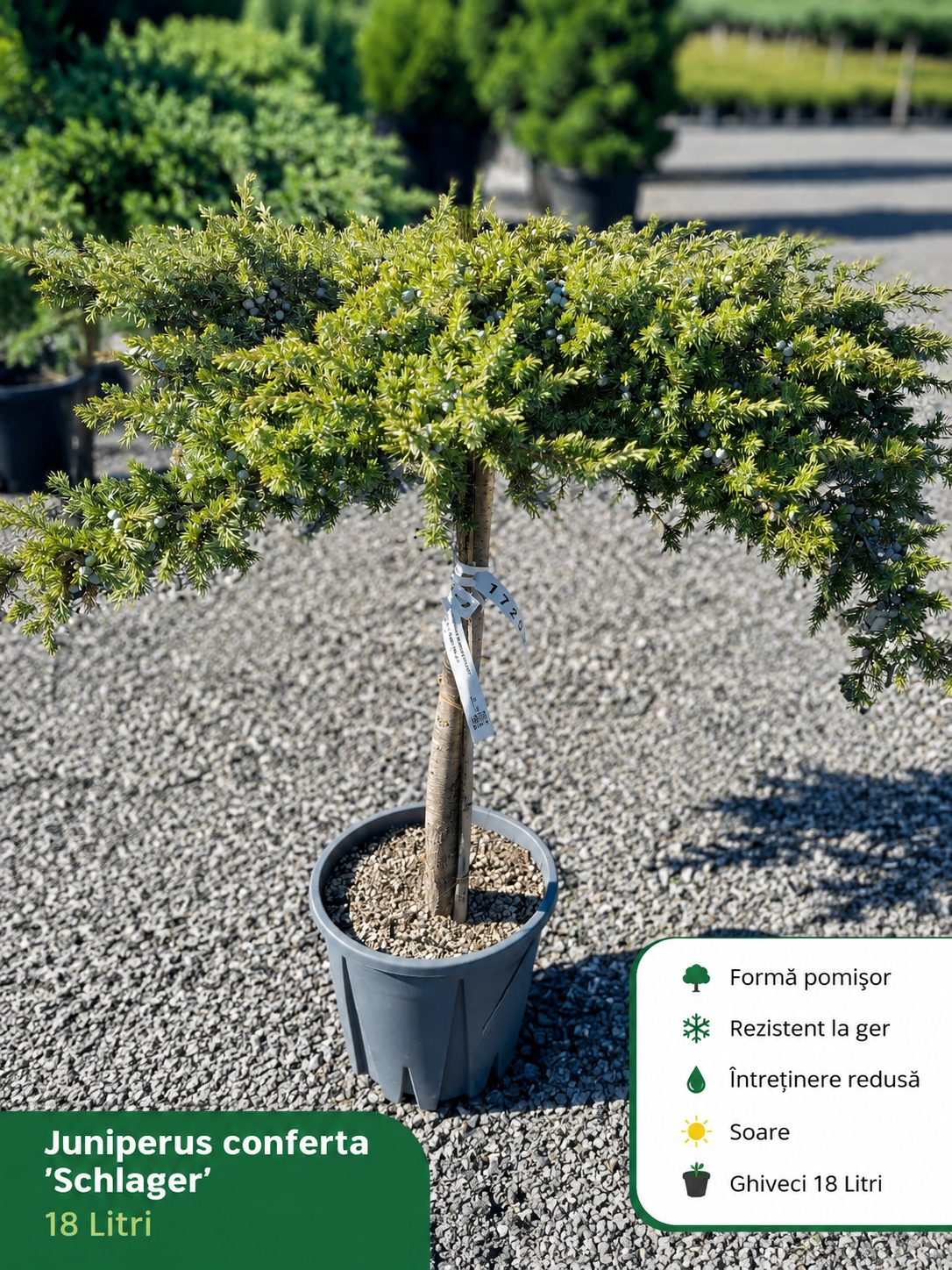 Juniperus Conferta Schlager Pomișor 18L – Ienupăr Decorativ Veșnic Verde 120 cm