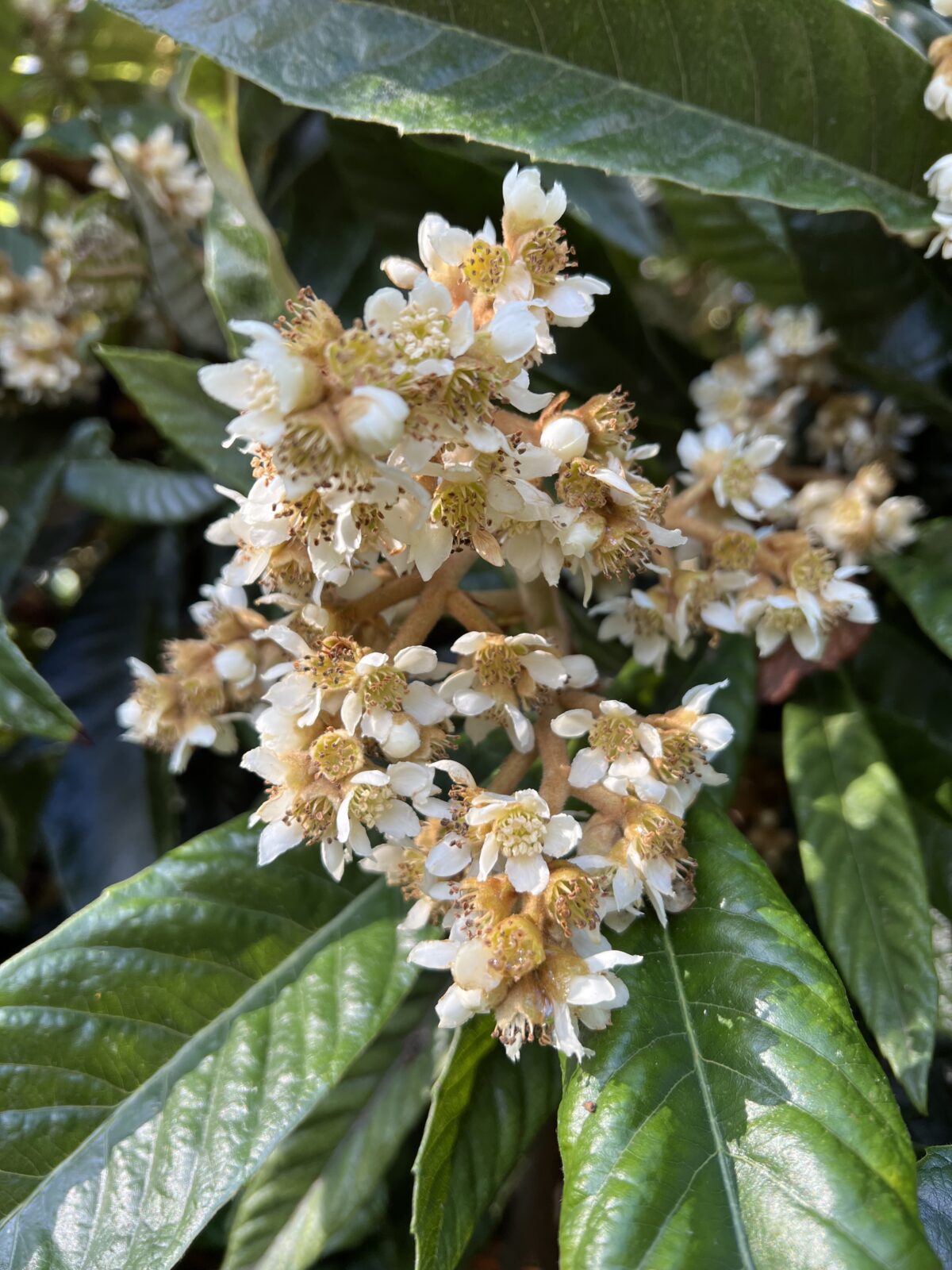 Loquat Rose Anne -frunza vesnic verde - minim 150 cm