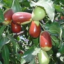 Jujube - Ziziphus