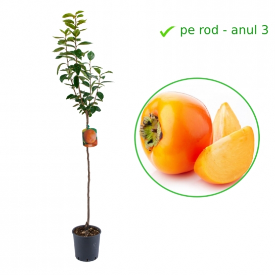 Kaki soiul TIPO la GHIVECI | Altoit An 3 de vegetatie | Coroana formata - POZE REALE