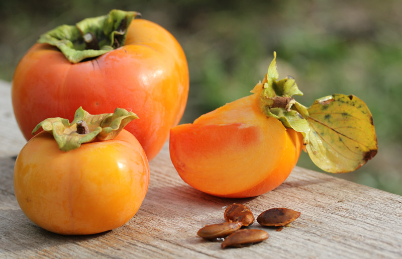 Kaki soiul TIPO la GHIVECI | Altoit An 3 de vegetatie | Coroana formata - POZE REALE