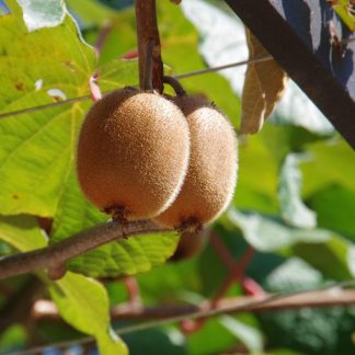 Pachet KIWI: 2 femele Heyward +1 mascul ATLAS polenizator,  anul 4, 2 tije fructifere, 140-160 cm